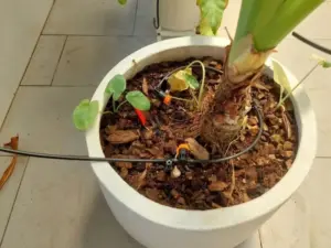Thi công hệ thống tưới tự động nhỏ giọt cho ban công tại Quận 12, TP. Hồ Chí Minh